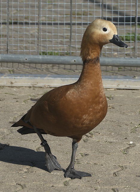 感高