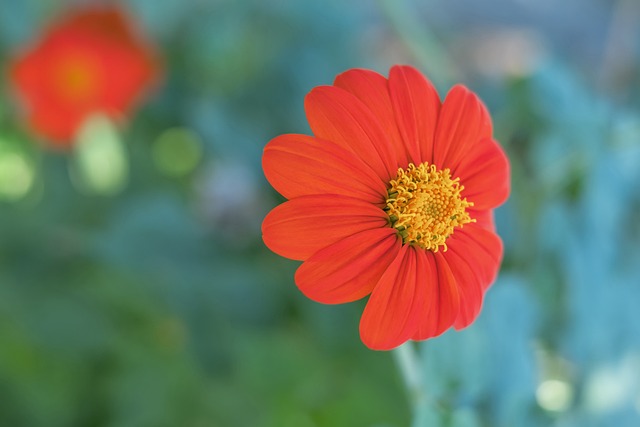 内的顶级俱 内的顶级俱